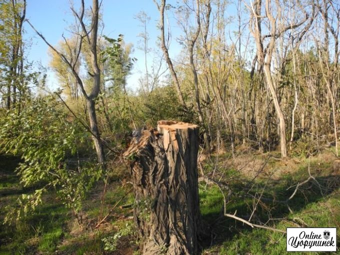 Реакция Цюрупинских лесников на публикацию о вырубке деревьев