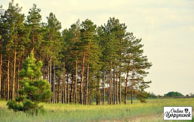 Ліси Херсонщини збагатили бюджет на третину мільйона