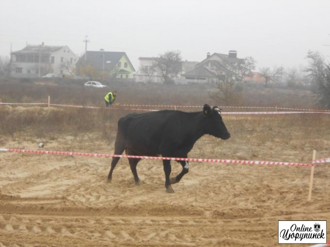 О том, как корова хотела превратить Цюрупинский мотокросс в родео (фото)