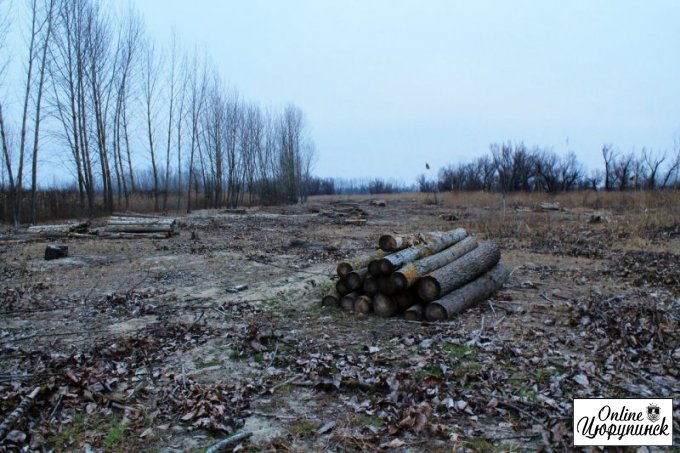Между Херсоном и Цюрупинском полным ходом идет вырубка деревьев (фото)
