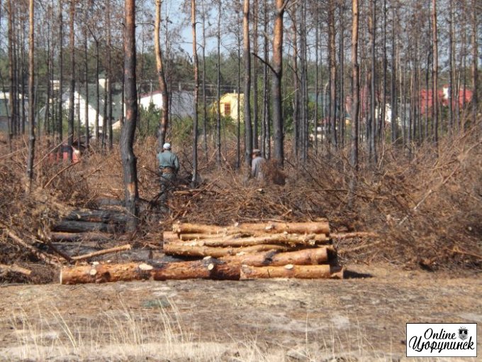 Цюрупинский лес после пожара (фото)