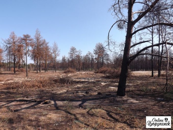 Цюрупинский лес после пожара (фото)