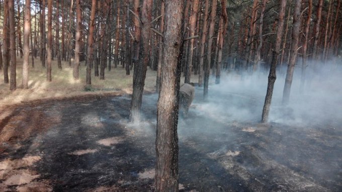 Как проезжающие мимо водители спасли цюрупинский лес от очередного пожара (фото)