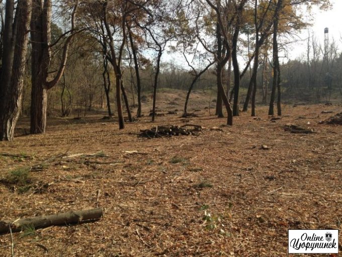 В Цюрупинске пилят лес? (фото)