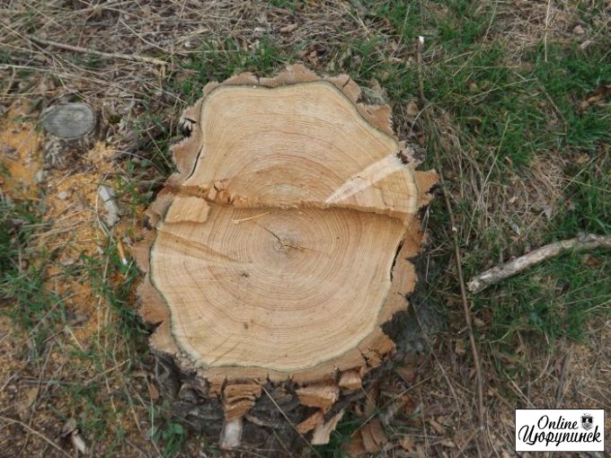Найдено новое место незаконной вырубки деревьев в Цюрупинске (фото)