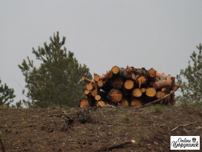 Встреча цюрупинчан в лесу который уничтожают (фото)