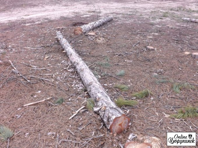 Встреча цюрупинчан в лесу который уничтожают (фото)