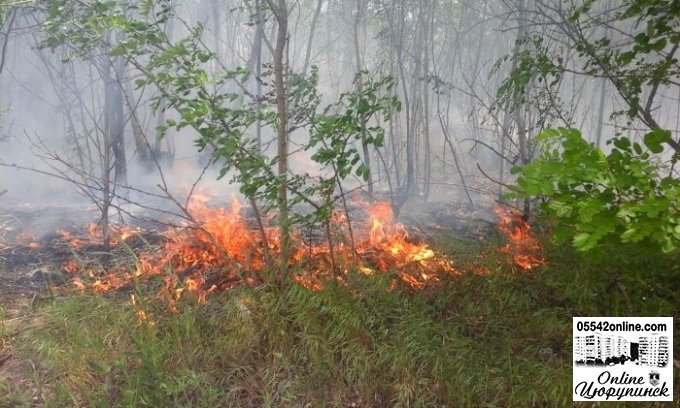 У Цюрупинському районі рятувальники запобігли перекиданню вогню на ліс і людське житло