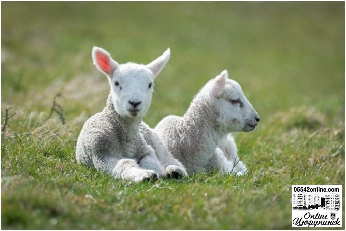 Відродження вівчарства Цюрупинського району