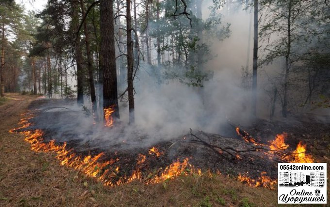 Вчасно виявлено і ліквідовано пожежу у лісі