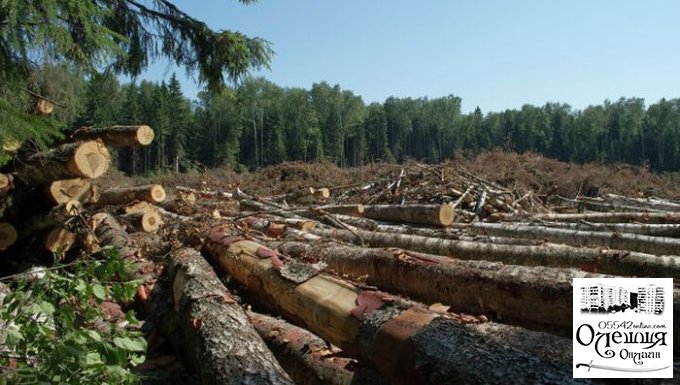 Масштабное уничтожение искусственного леса