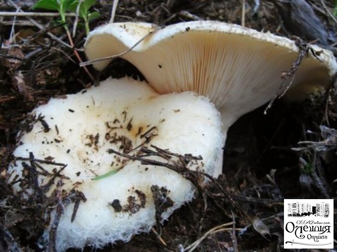 Из-за отравления грибами госпитализировали трех жителей Цюрупинска