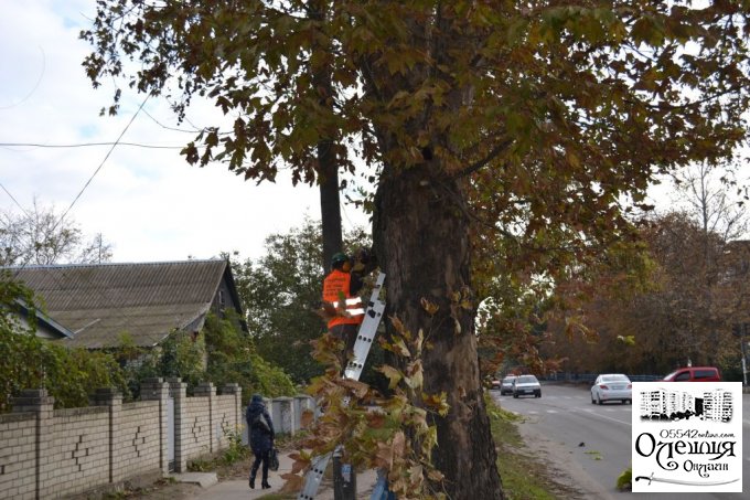В Олешках розпочато санітарну обрізку дерев