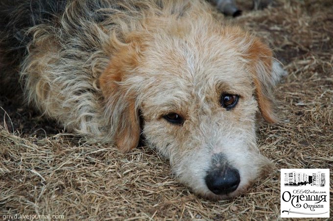 Влада в Олешках не причетна до винищення безпритульних тварин