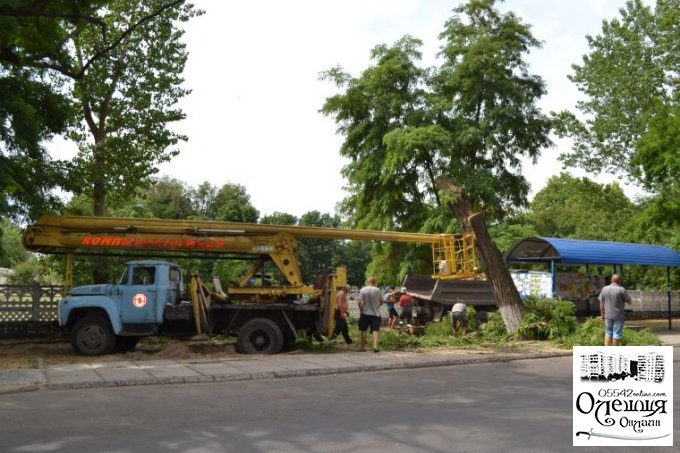 В Олешках продовжується робота по видаленню аварійних дерев