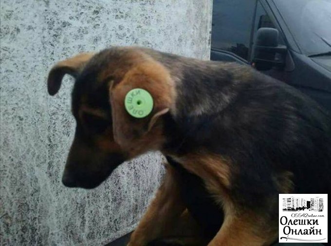 В Олешках відновлюється робота зі стерилізації бездомних собак