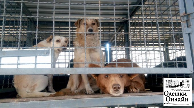 Дмитрий Воронов лично проверил, как стерилизуют собак в Олешках