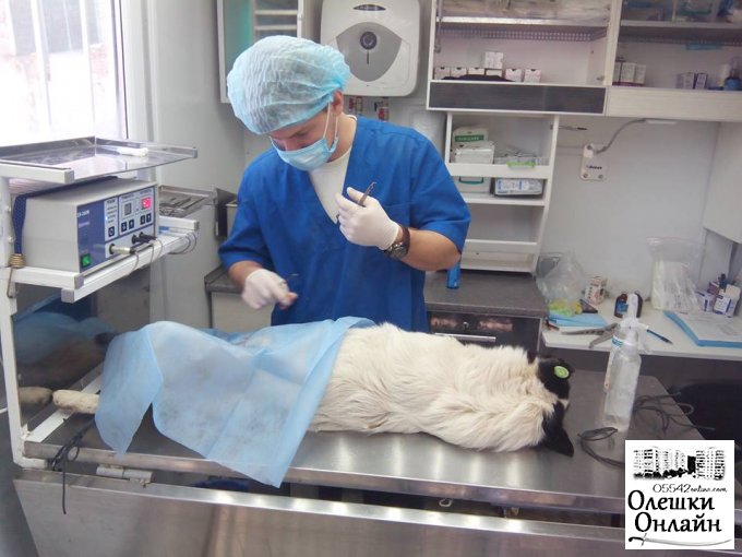 В Олешках завершується робота зі стерилізації бездомних собак