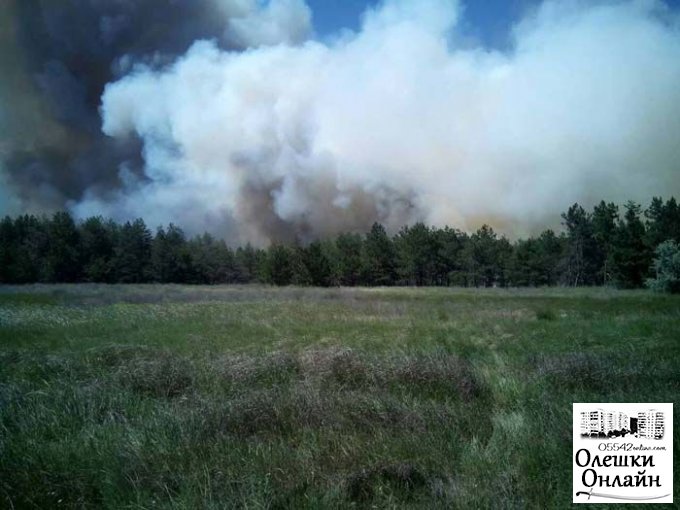Более ста гектаров леса за минувшие выходные уничтожили поджигатели