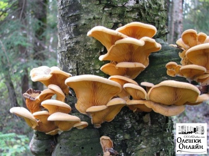 Ядовитые грибы в Олешках собирают даже на деревьях