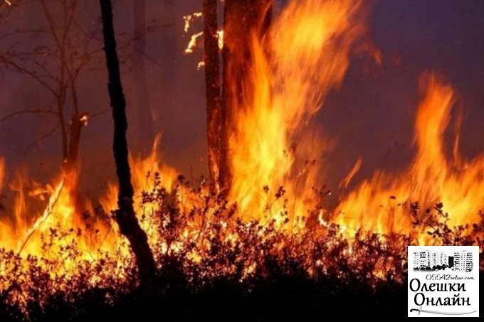Поджигатели уничтожили сосновую рощу в Олешковском районе