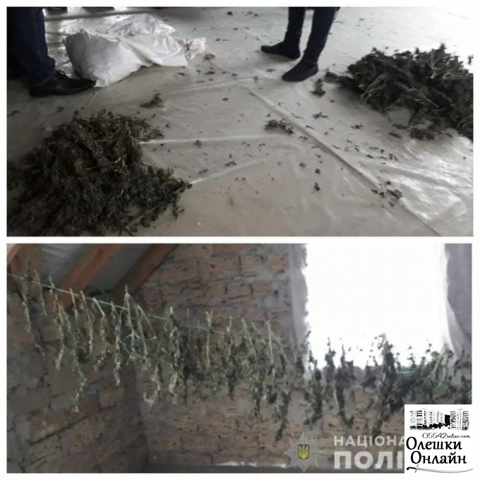 Наркоурожай на 12 лет заключения: полицейские изъяли 9 кг каннабиса у жителя Олешковского района
