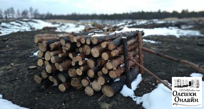 Кто и как уничтожал Олешковский лес
