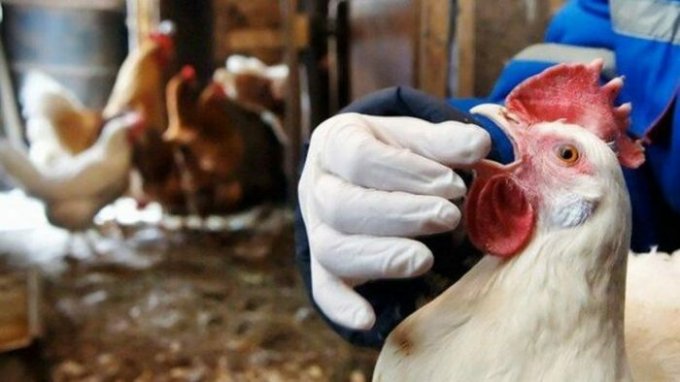 В Херсонской области набирает обороты птичий грипп