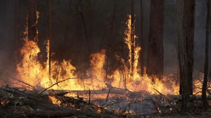 Возле Олешек горит лес