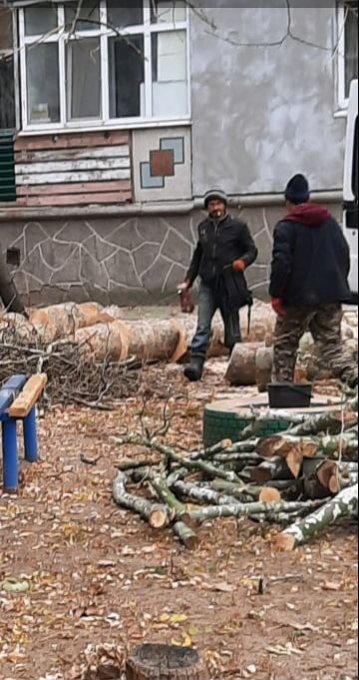 В Олешках продолжается варварская вырубка деревьев