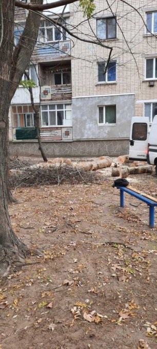 В Олешках продолжается варварская вырубка деревьев