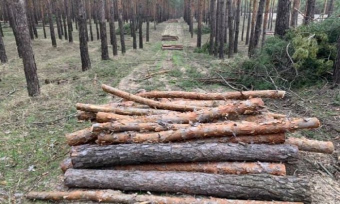 Схемы уничтожения зеленых насаждений в Олешковской громаде